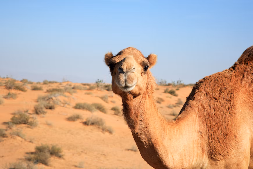 Camel 2